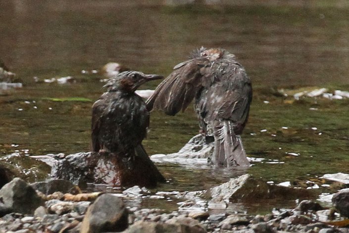 �����ь�̐g�U��