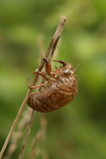 ��̔����k