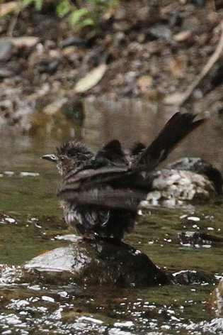 �����ь�̐g�U��