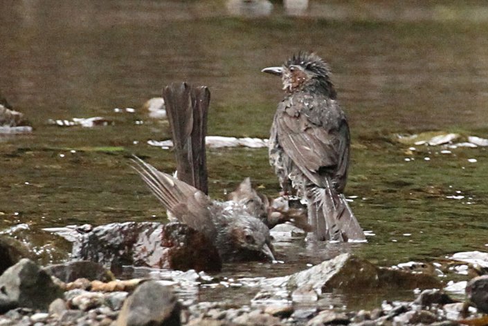 �����ь�̐g�U��