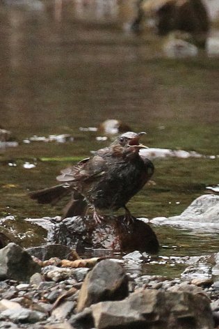 �����ь�̐g�U��