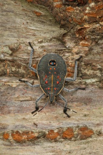 �L�}�_���J�����V