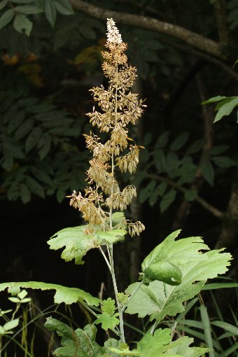 �^�P�j�O�T