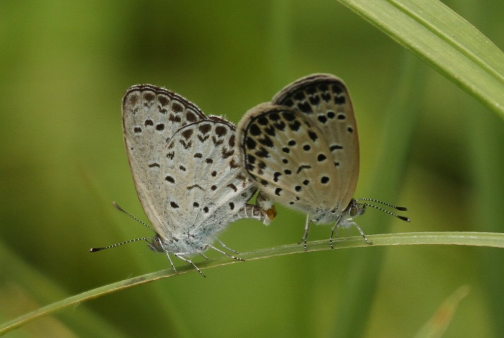 ���}�g�V�W�~�̗�