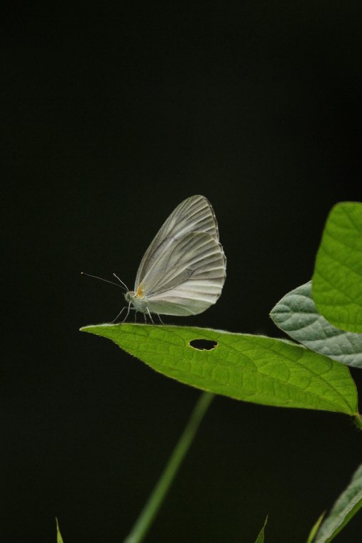 �X�W�N���V���`���E