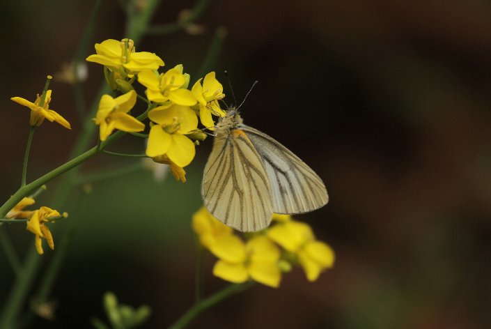 �X�W�N���V���`���E