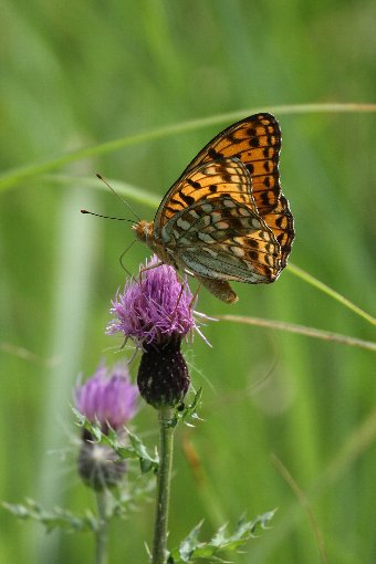 �A�U�~�ƃE���M���q���E����