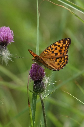 �A�U�~�ƃE���M���q���E����