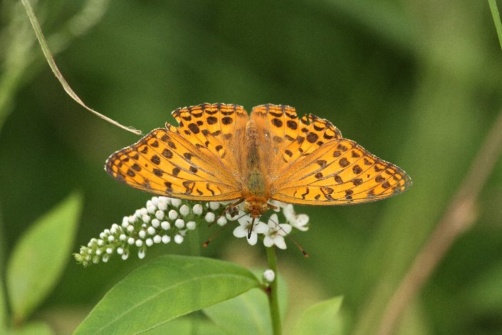 �E���M���q���E����