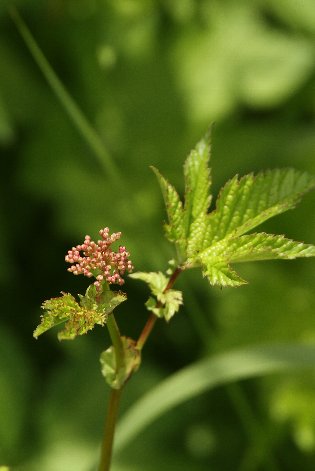 �V���c�P�\�E