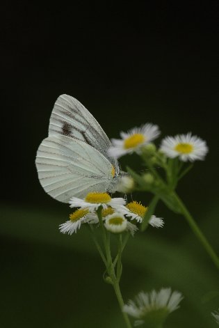 �X�W�N���V���`���E