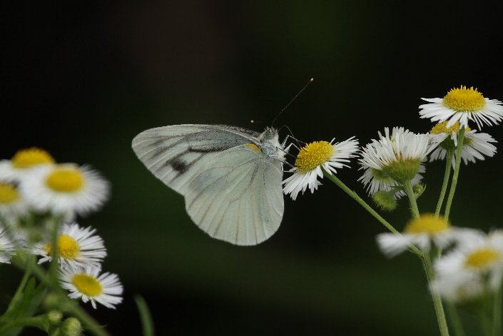 �X�W�N���V���`���E