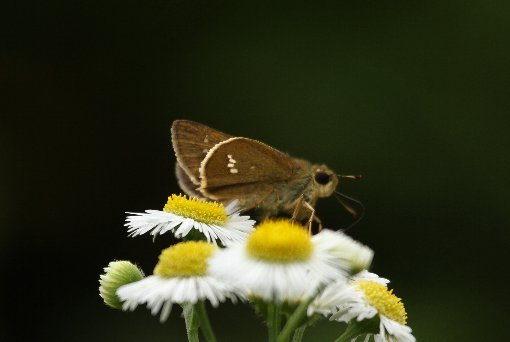 �C�`�����W�Z�Z��