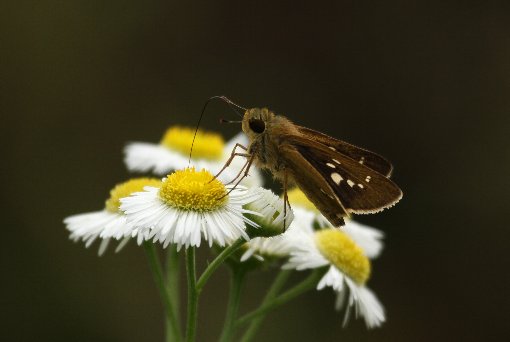 �C�`�����W�Z�Z��