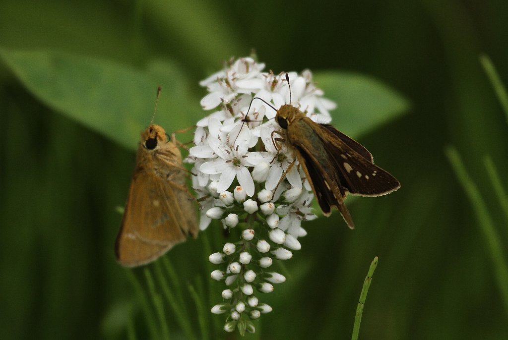 �C�`�����W�Z�Z���̍��؂Ȓ��H