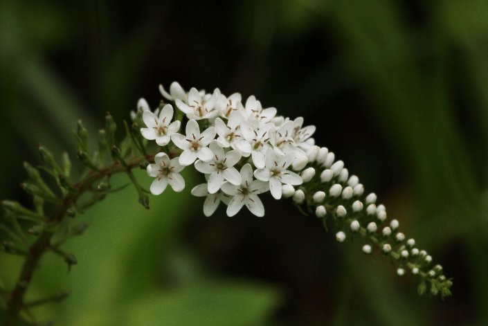 �I�J�g���m�I