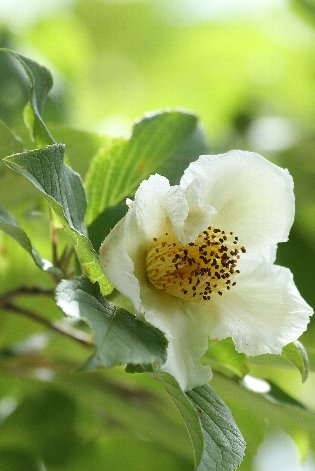 �i�c�c�o�L