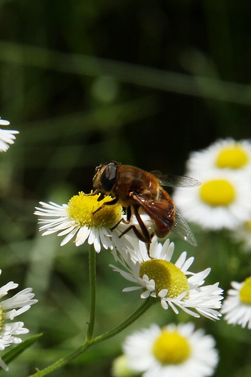 �g���}���n�i�o�`