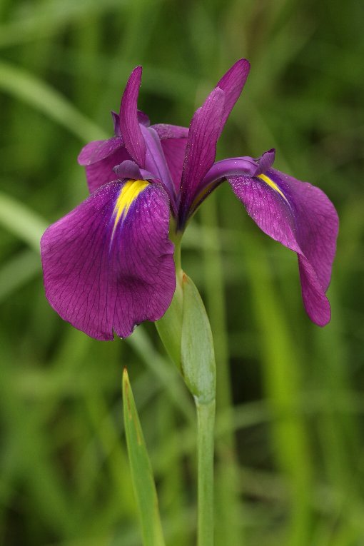 �m�n�i�V���E�u