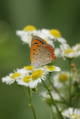 �P�����ƃx�j�V�W�~