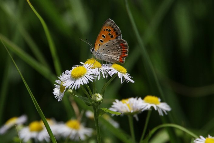 �P�����ƃx�j�V�W�~