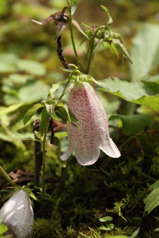 �z�^���u�N��