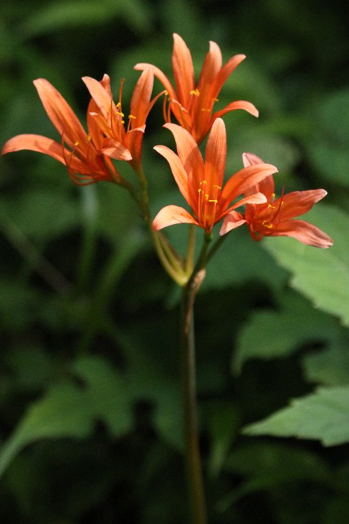 �L�c�l�m�J�~�\��