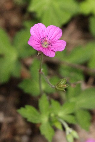 �Q���m�V���E�R