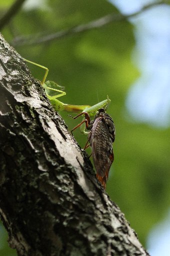 �J�}�L���ƃA�u���[�~