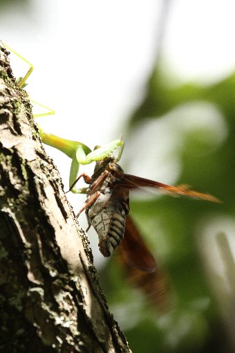 �J�}�L���ƃA�u���[�~