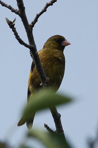 �J�����q��