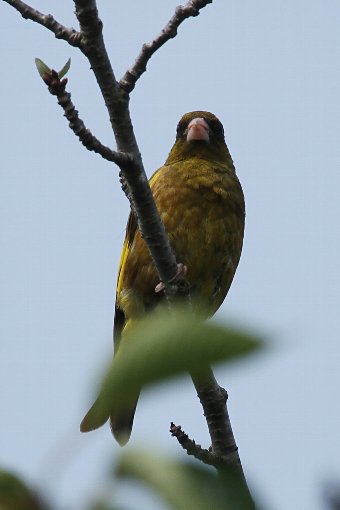 �J�����q��