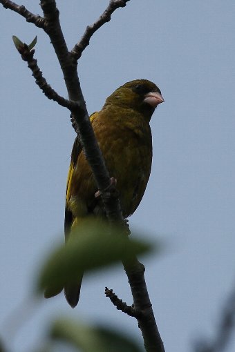 �J�����q��