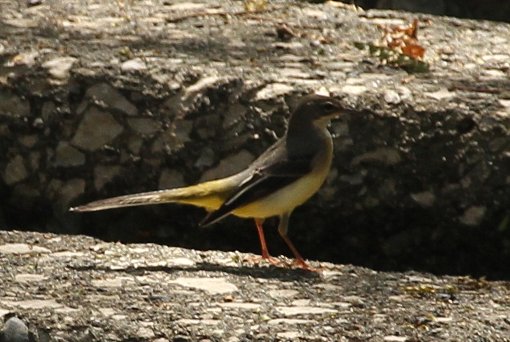 �L�Z�L���C