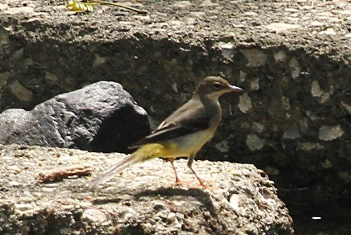 �L�Z�L���C