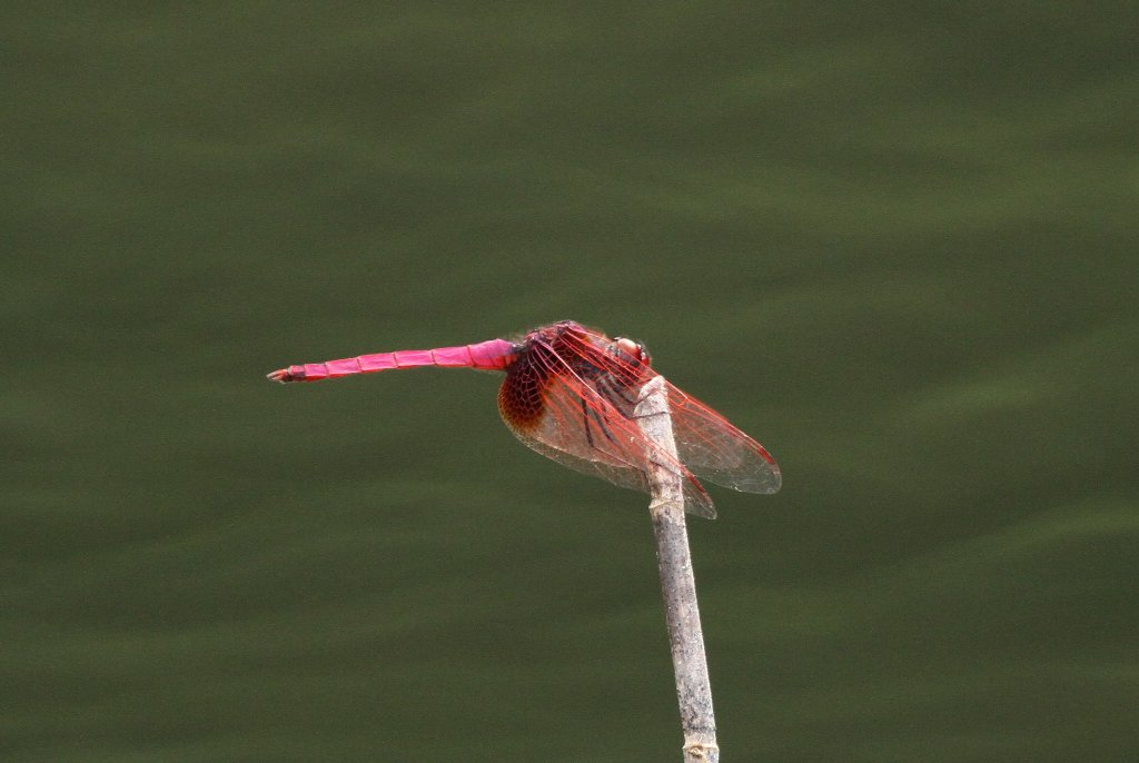 �x�j�g���{�@��