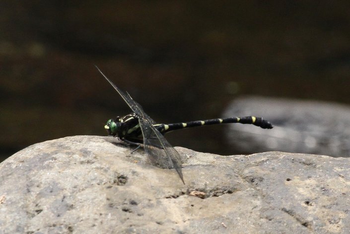 �R�I�j�����}