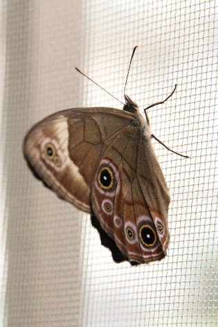 �q�J�Q�`���E