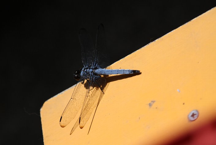 �V�I�J���g���{