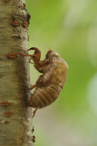 ��̔����k