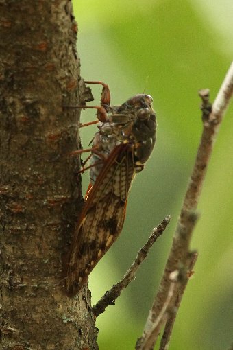 �A�u���[�~