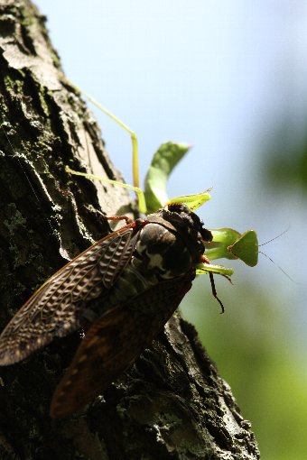 �J�}�L���ƃA�u���[�~