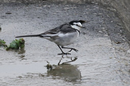 �n�N�Z�L���C