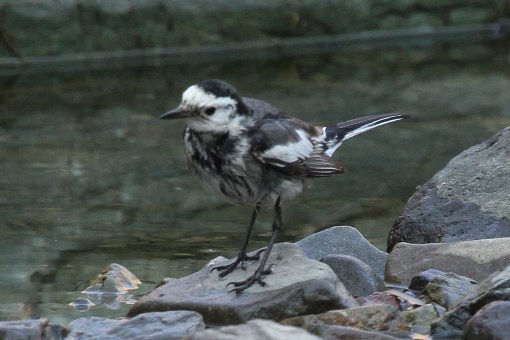 �n�N�Z�L���C