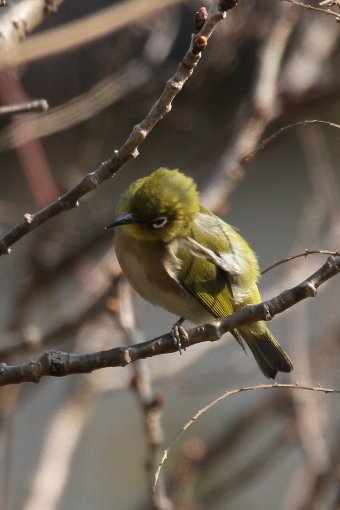 ���W���@