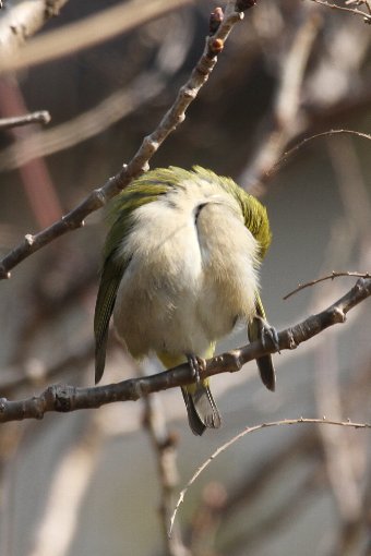 ���W���A