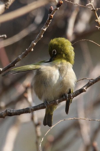 ���W���C