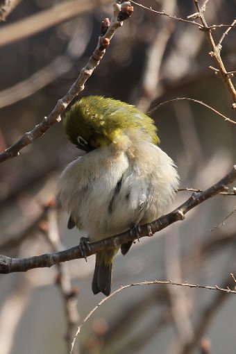 ���W���B