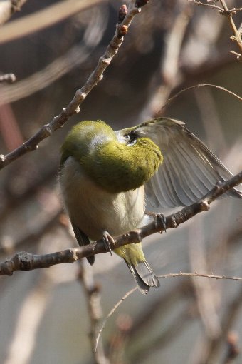 ���W���D