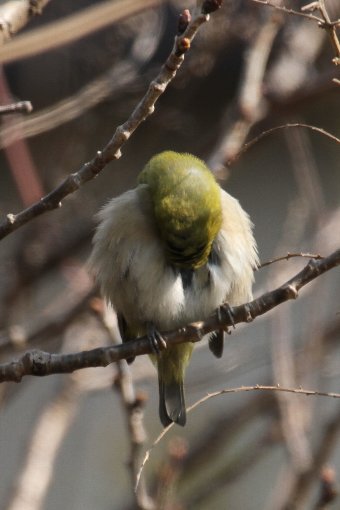 ���W���E